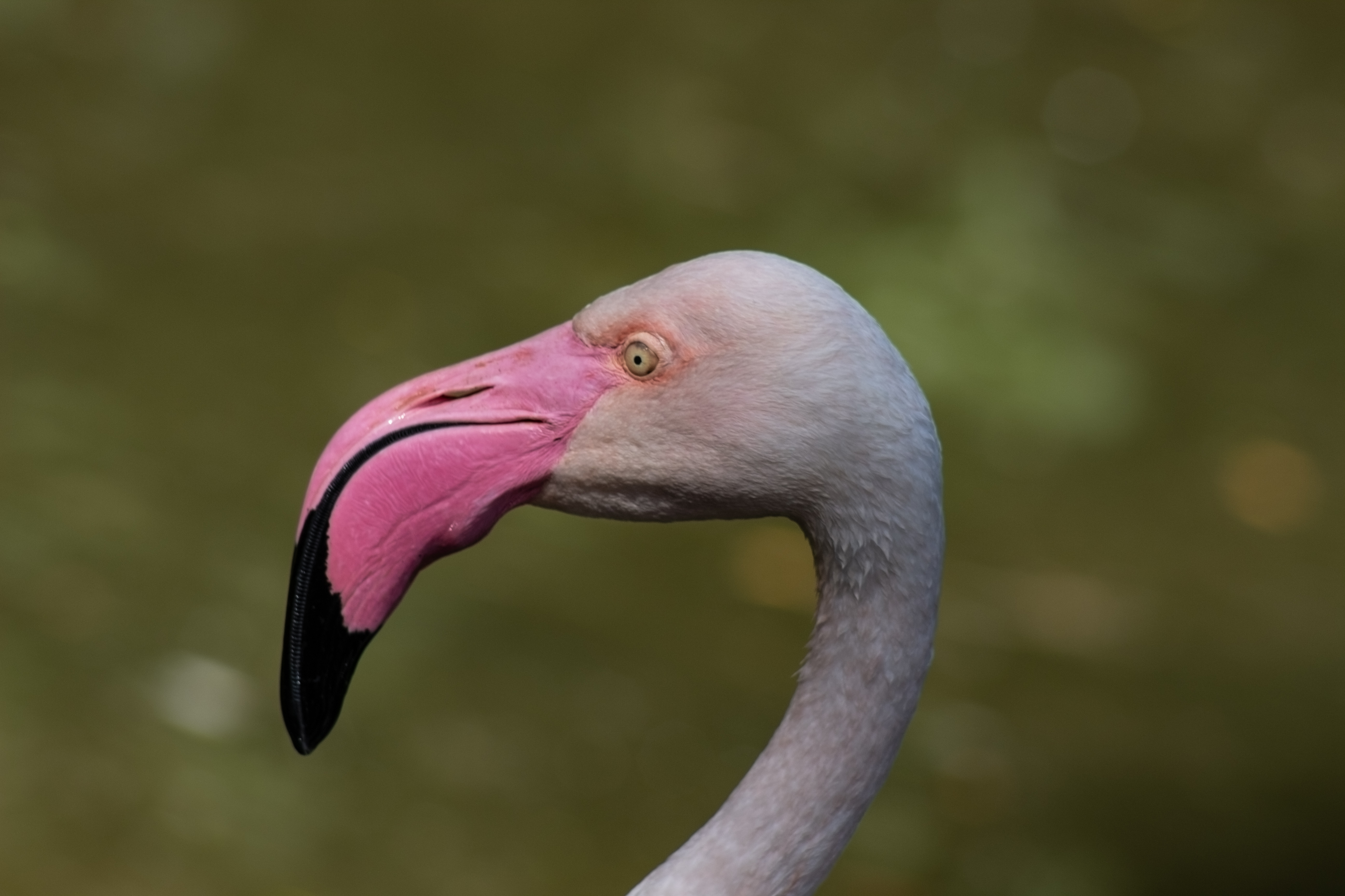 Flamingo